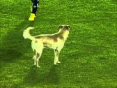 Cachorro invade campo e a torcida grita ol - Santa F 4x1 Botafogo - 2011 - YouTube