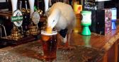 Duck Wearing Bow-Tie Walks Into Pub, Drinks Pint, Fights Dog, Loses