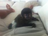 Emerson posta foto de macaco de estimao e cria problema com Ibama | Gente | band.com.br -...
