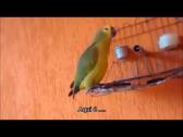 Papagaio dos palavres - YouTube