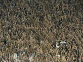 H� 29 anos, torcida do Corinthians gritava ?Palmeiras? nas arquibancadas; relembre