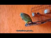 Papagaio Corinthiano Trolando os Bambis | Com Legenda - YouTube