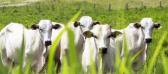 Conhea os melhores tipos de capim para gado | Informativos | Sementes Santa F
