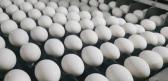 Pre�o do milho sobe e produzir ovo se torna atividade de risco
