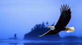 A Hist�ria de Renova��o da �guia - Unblur - Coaching e Consultoria